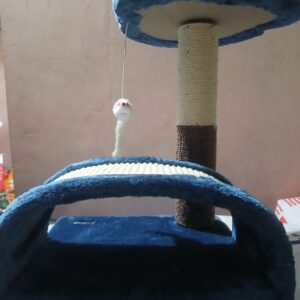 Cat Toy